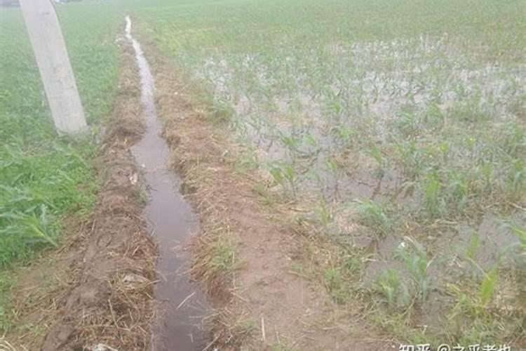 雨水中含有什么肥料