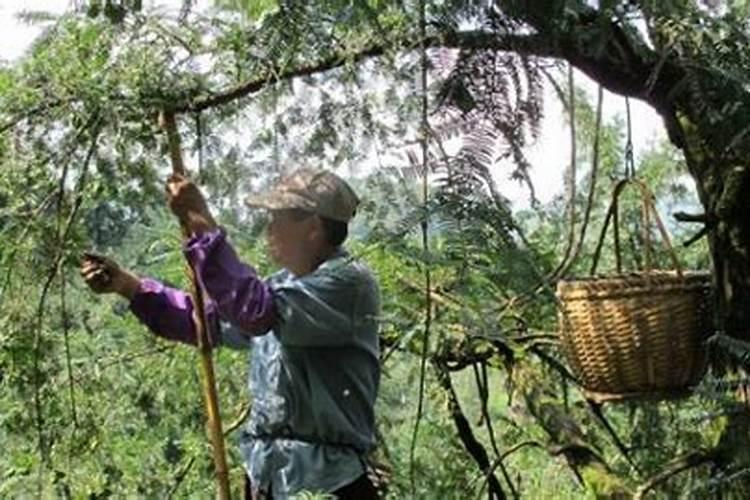 香榧树用什么肥料生长快