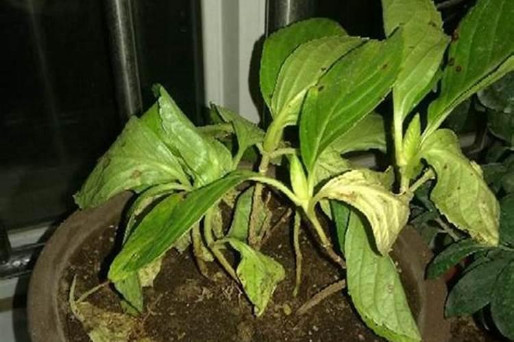 番茄根部腐烂,这是什么病？该怎么办？