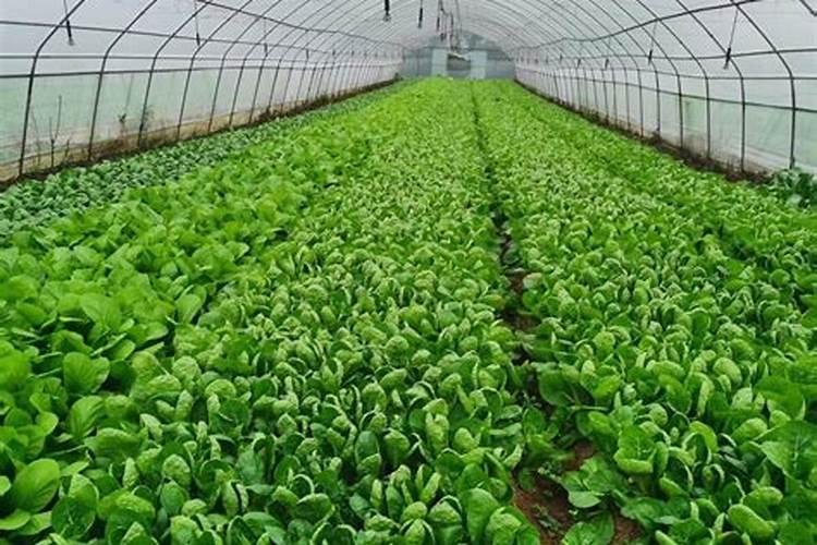 高钾大量元素水溶肥哪个牌子的比较好,