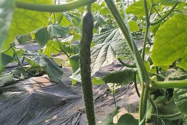 黄瓜氮肥过多什么症状