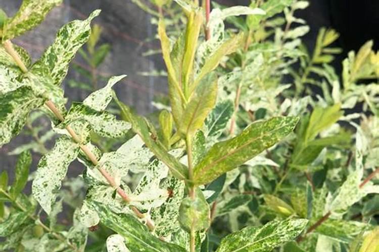 蔷薇叶子干枯还能活吗