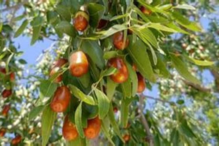 冷棚冬枣七月份怎样管理。 现在正是膨大的时间,施什么肥好,用什么...