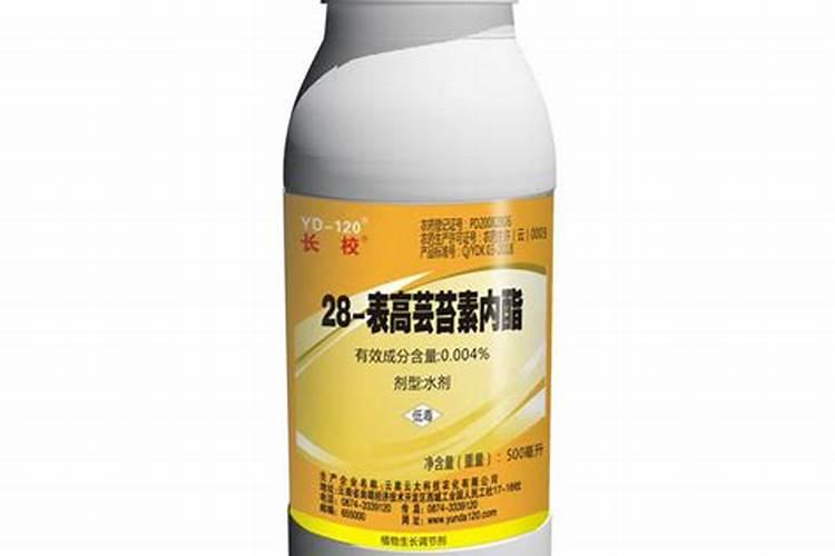 樱桃小番茄大部分叶片下垂,疑似枯萎,但叶片依然硬朗