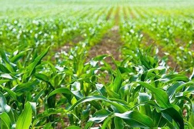 玉米追肥用什么肥料比较好