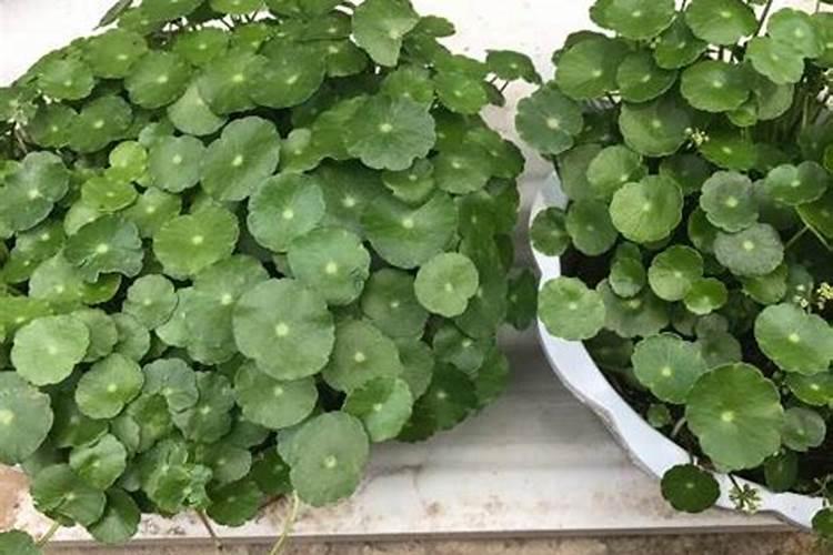 枸溶性磷和水溶性磷有什么区别