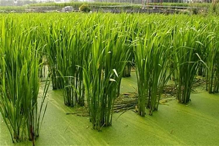 种茭白用什么肥料最好