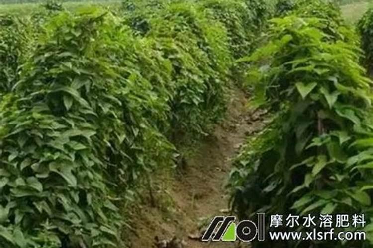 海藻鱼蛋白水溶肥料作用