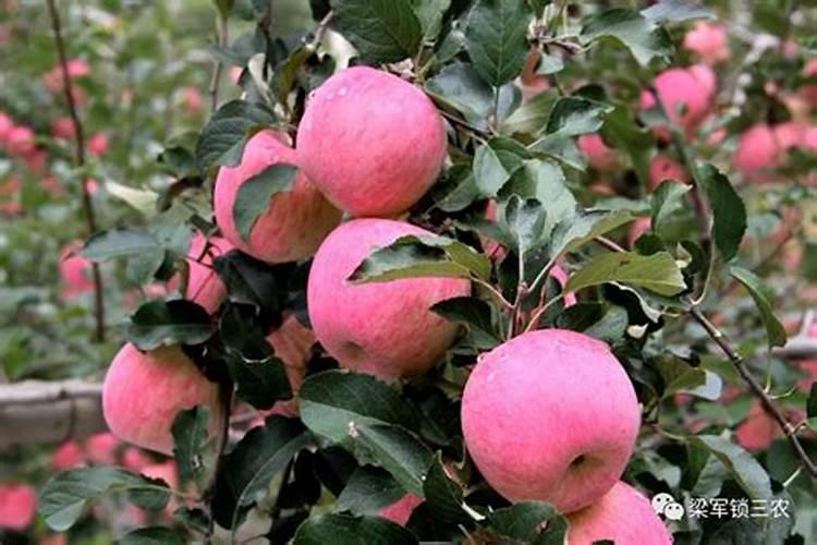 香菜浇什么肥料合适