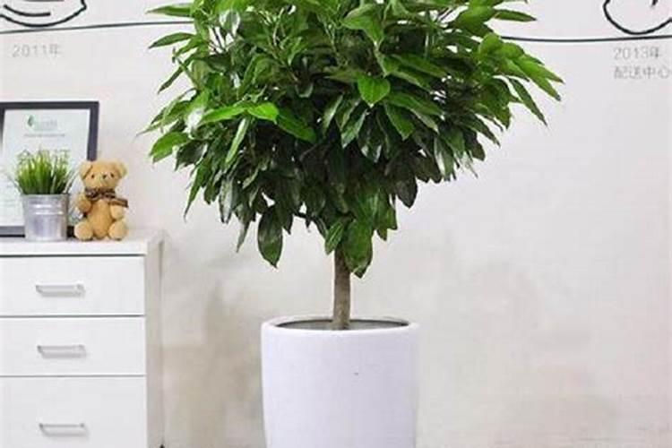 平安树施什么肥料最好