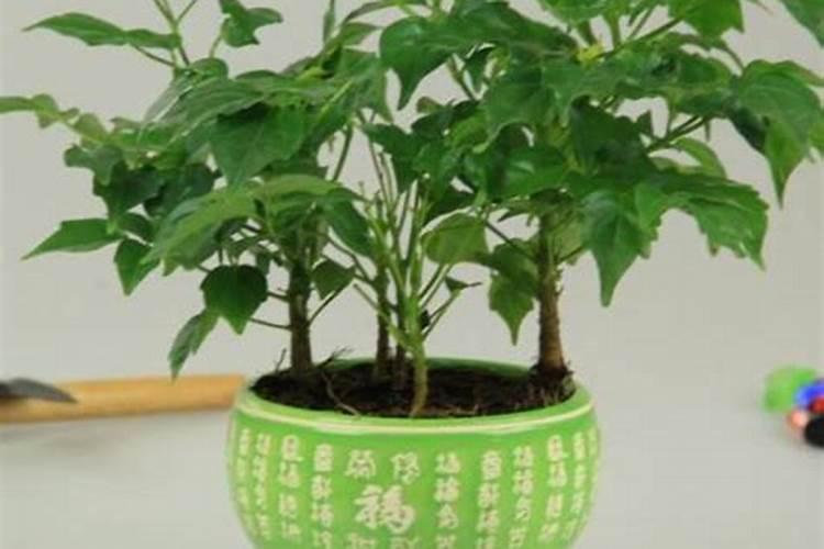 平安树什么时候施肥 平安树哪时候施肥和怎样施肥呢