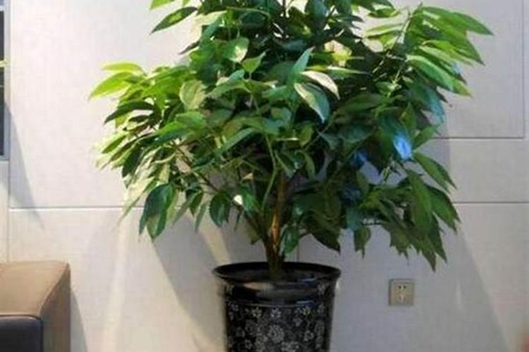 平安树施什么肥料好,氮磷钾肥促进生长(春秋两季施肥)