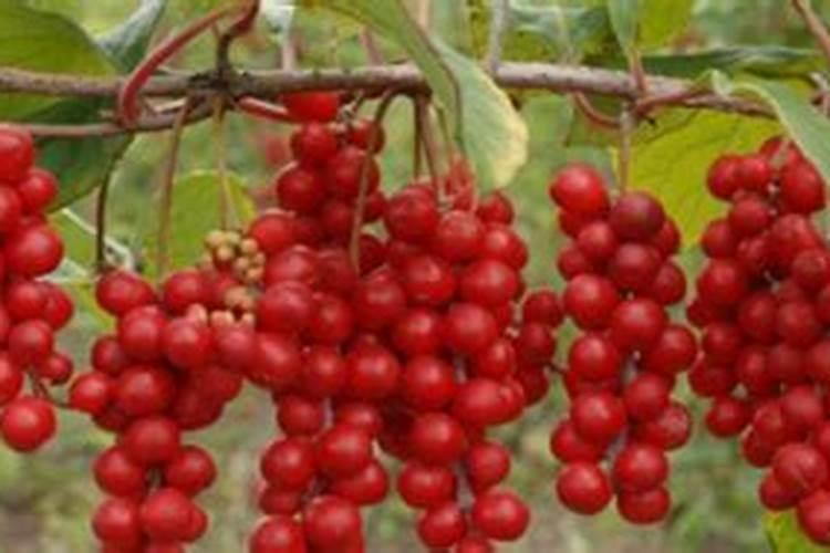 北五味子花期施肥管理方法