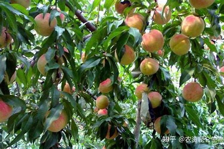 桃树膨大期专用增产叶面肥料？桃树结果期用哪种水溶肥效果好？