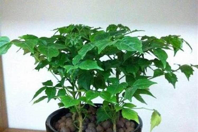 培育绿植用复合肥好还是有机肥好