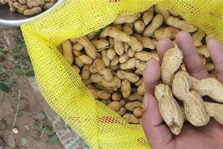 一亩花生的利润是多少