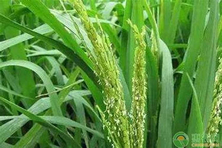 水稻田氯化钾什么时间施