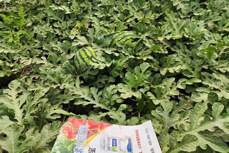 果树在果实膨大期施入钾肥过量有危害吗？