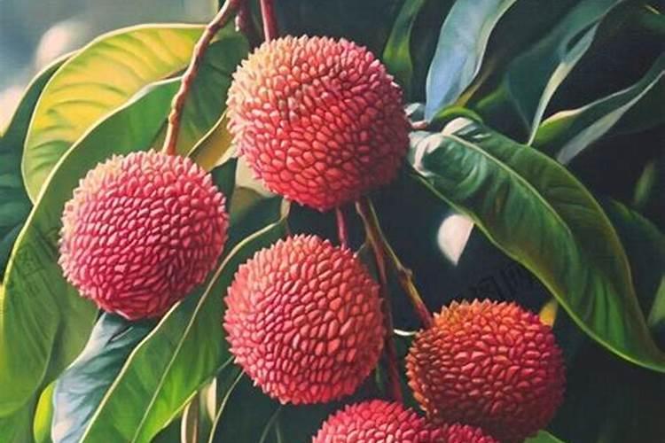 芸苔素内脂素喷在荔枝叶需要过湿吗？