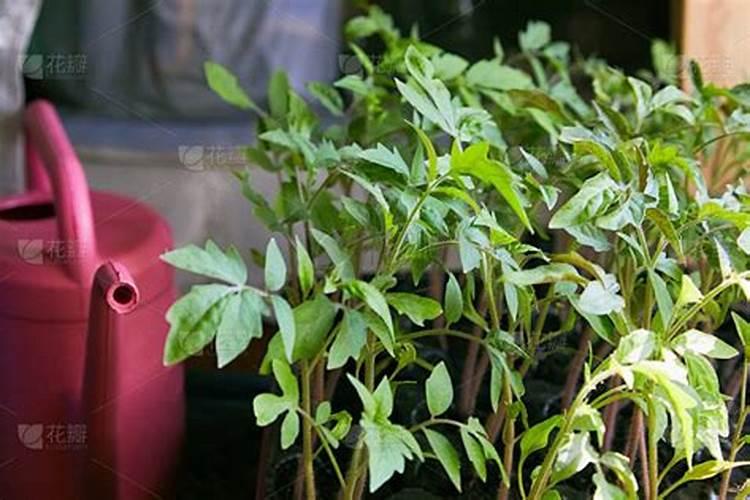 番茄第一次追肥用什么肥最好