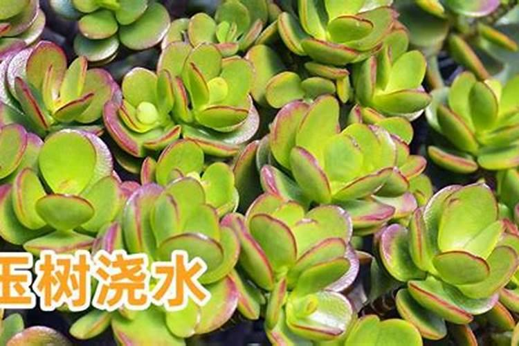 小玉树怎么养 有哪些技巧