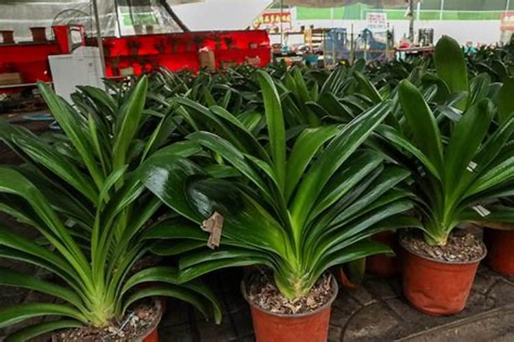 含腐植酸水溶肥料作用与使用方法