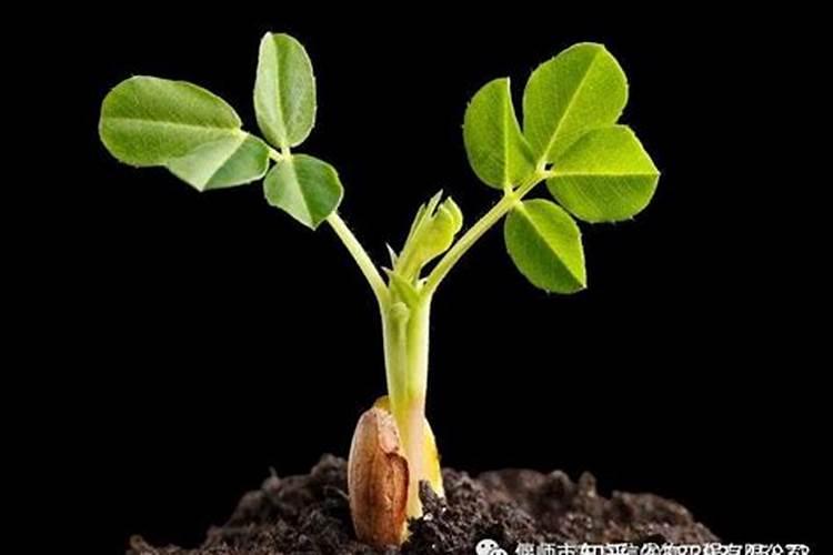 花生后期追肥使用什么肥料,什么时候追肥合适