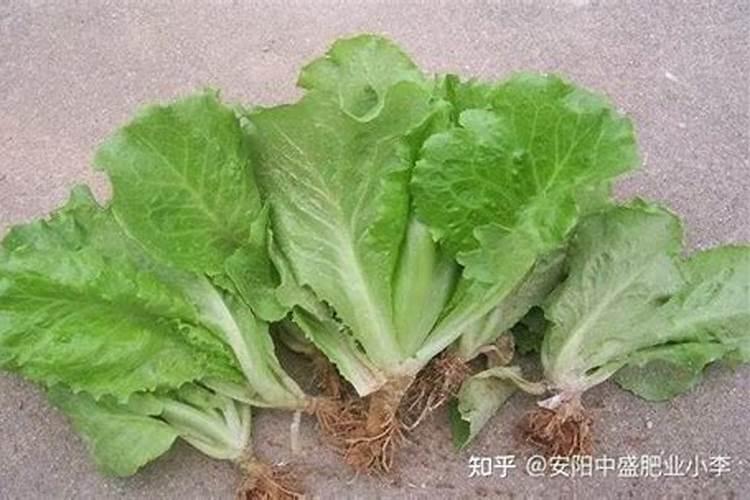 有没有抑制叶片发黄的肥料？