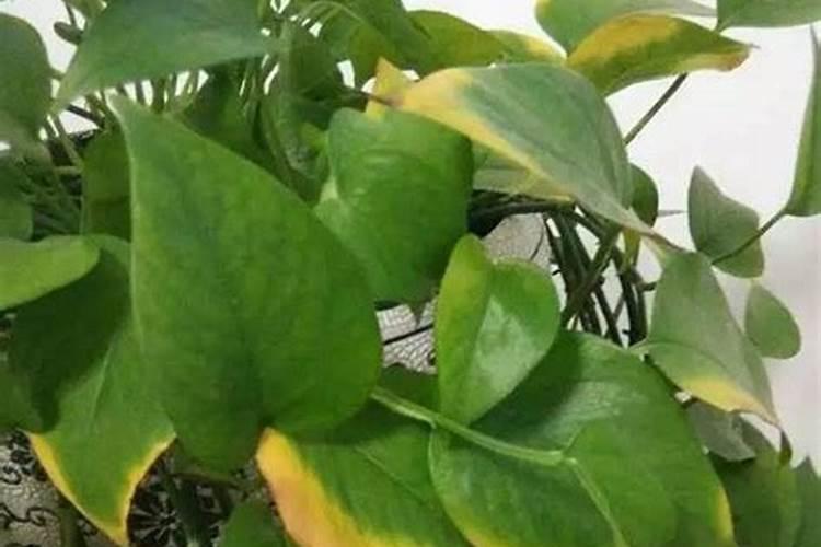 果树叶子发黄了,用什么肥料改善？