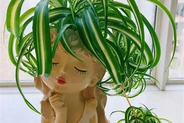 中药材西洋参生根膨大素,中药材人参壮根灵厂家批发,中药材半夏地下茎块...