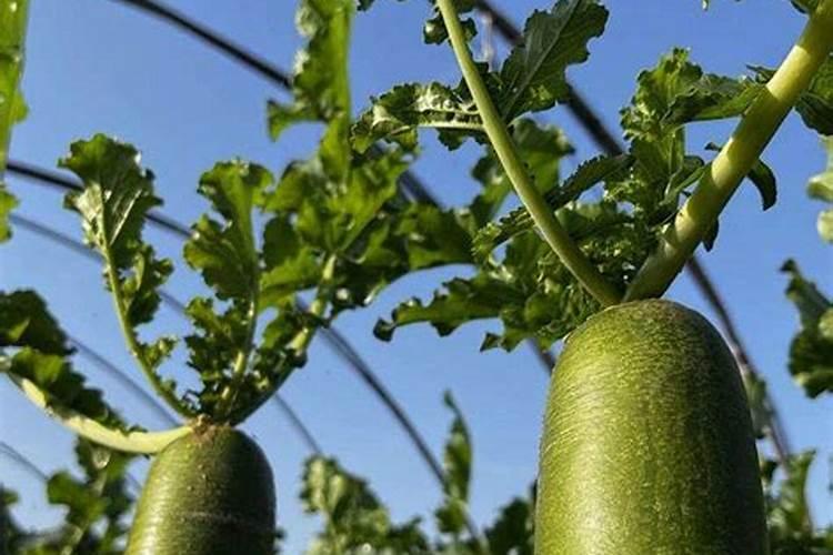 果树水溶肥的使用方法,如何施效果好