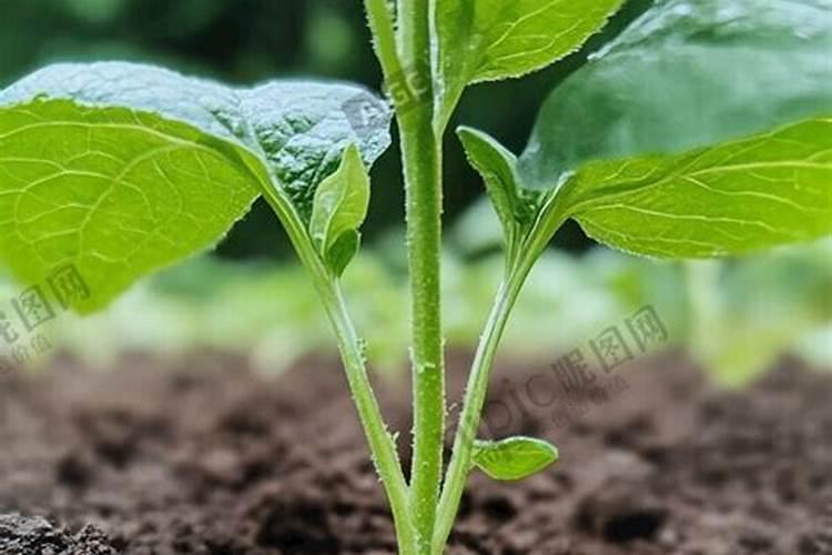 底肥用什么肥料有助于长根？底肥什么时候用长势好？