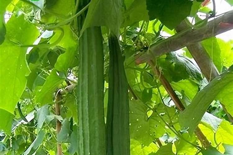 大棚丝瓜该如何种植？怎样才能提高产量？