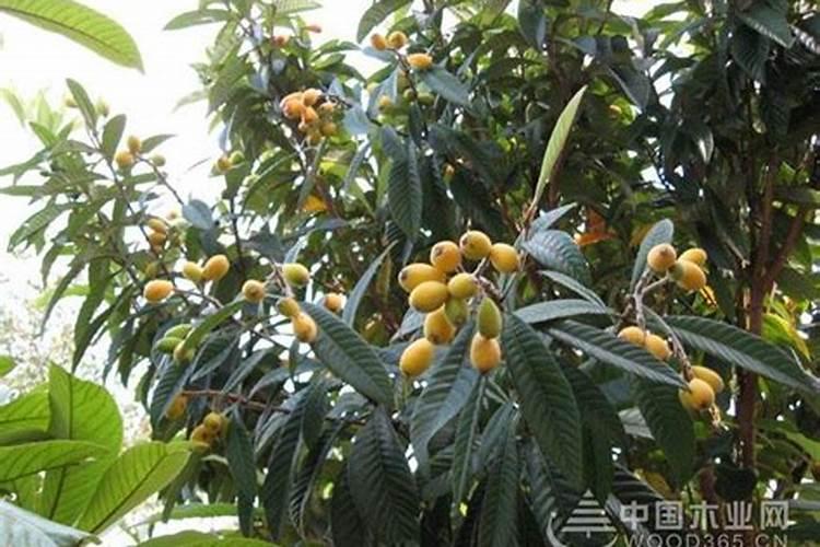 枇杷树釆完果后每颗树施多少要素,和磷肥？