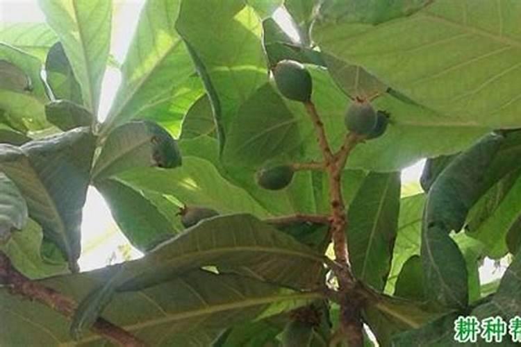 豆角叶子有斑黄是怎么病？