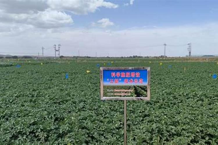 高温天气影响大？夏收小麦一定要做好这两点!附7月小麦价格走势