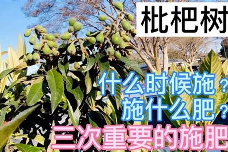 枇杷树如何施肥
