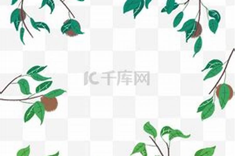 盆栽桔子树用什么肥料最好