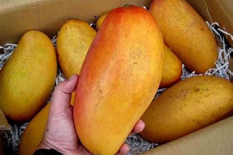 柑橘保花保果用什么药好