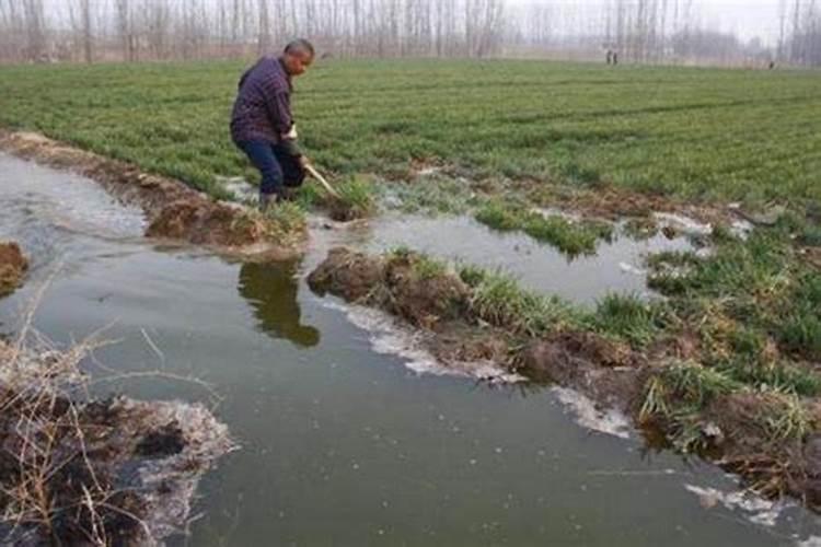 莲雾催花最快方法