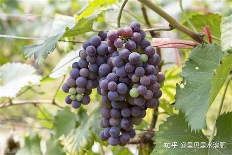 葡萄后期软果的补救