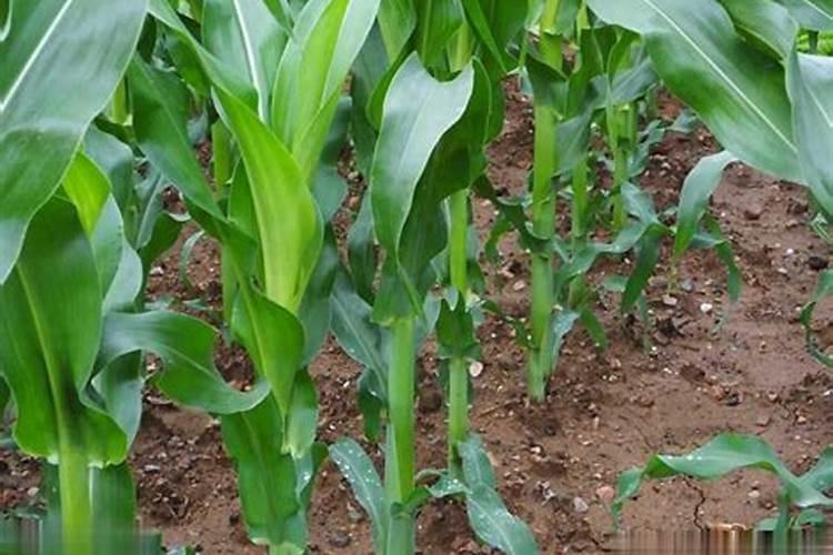 化肥用老三样好还是用复合肥好？