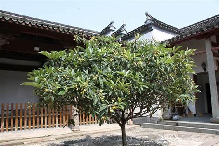 枇杷打不打叶面肥？如果打怎样打