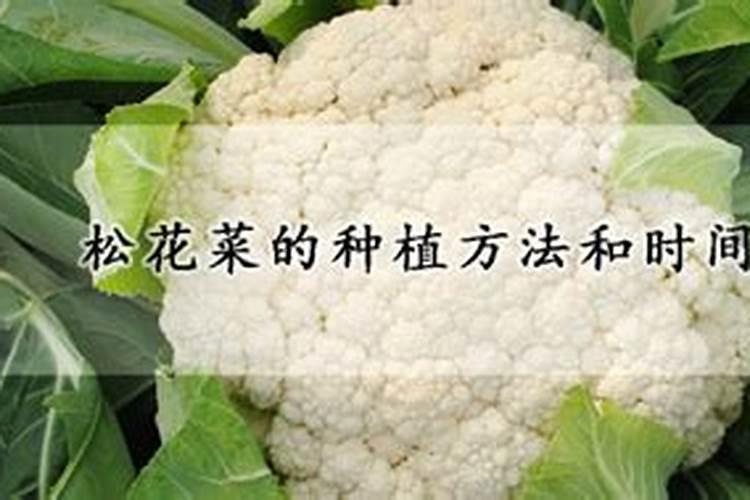 蔬菜松花苗细根怎么处理