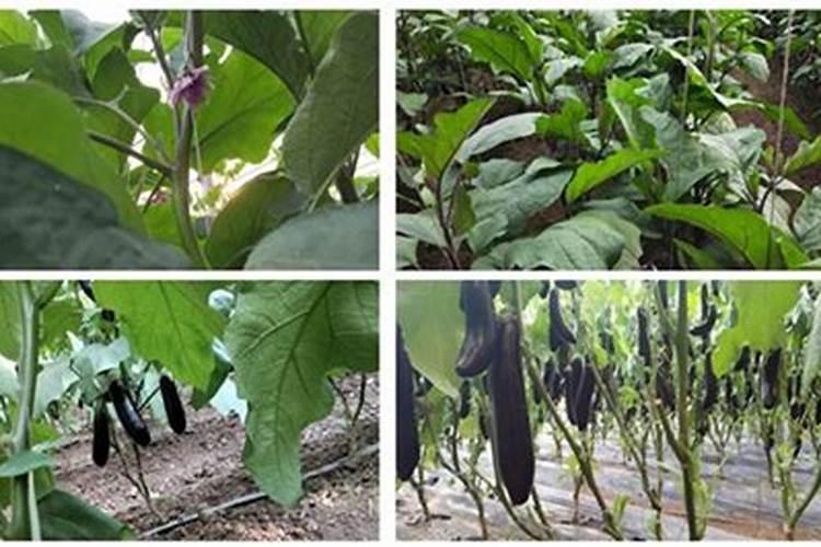 茄子膨果用什么肥料好？茄子促花保果膨大剂？膨大素什么时候用好？