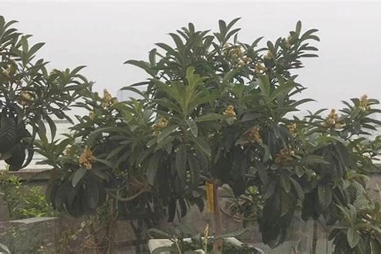枇杷什么时候施肥 有了解过吗