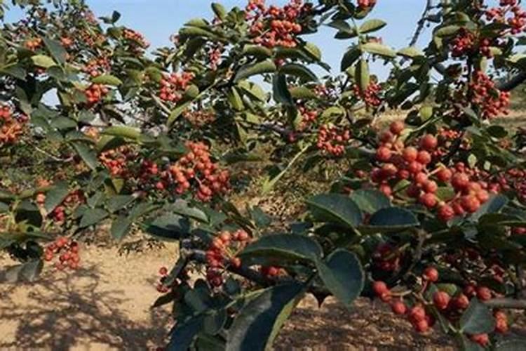 槟榔树保花保果用什么农药