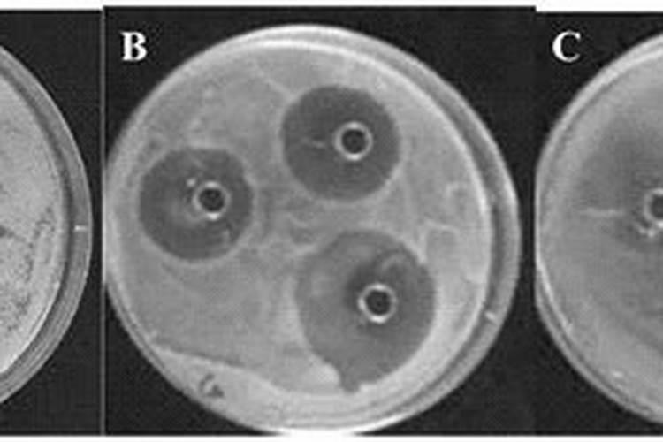 大蒜施肥的正确方法