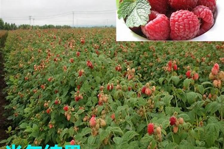 树莓如何种植技术