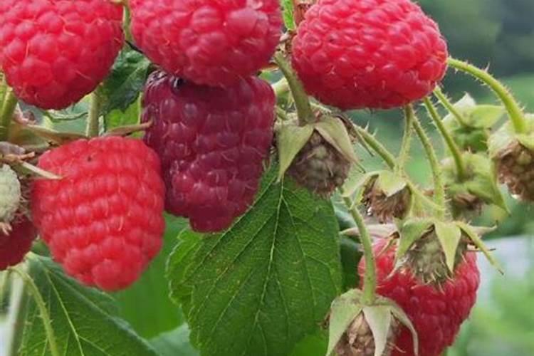 蓝莓用什么肥料最合适 怎样给蓝莓施肥